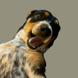 Cotton, Chief Morale Officer at RyLi Business Group